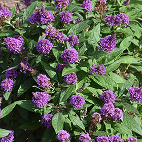 Plant Photo 9