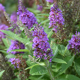 Plant Photo 7