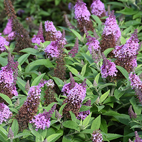 Plant Photo 5