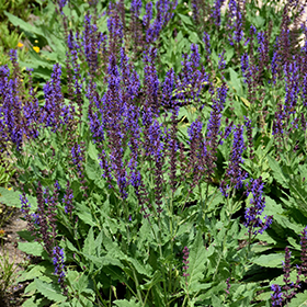 Plant Photo 10