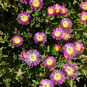 Plant Photo 10