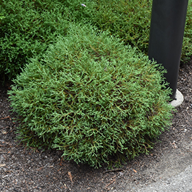 Plant Photo 3