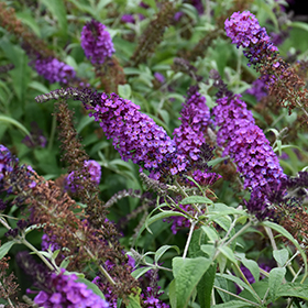 Plant Photo 6