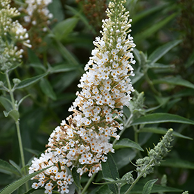 Plant Photo 1