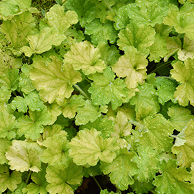 Plant Photo 9