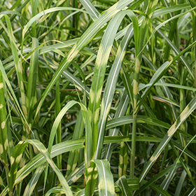 Plant Photo 10