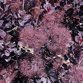 Plant Photo 5