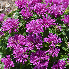 Plant Photo 9