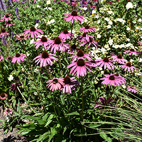 Plant Photo 3