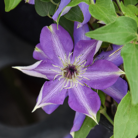 Plant Photo 5