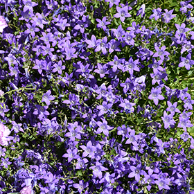 Plant Photo 2