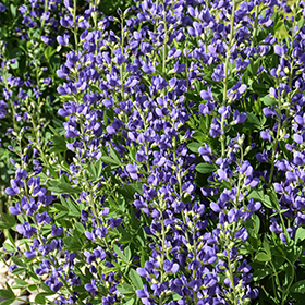 Plant Photo 10