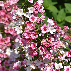 Plant Photo 8