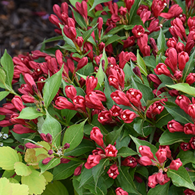 Plant Photo 5